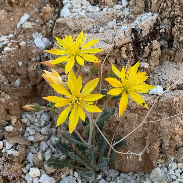 Three open yellow star-shaped flowers on a low plant growing against pale rock and white gravel.