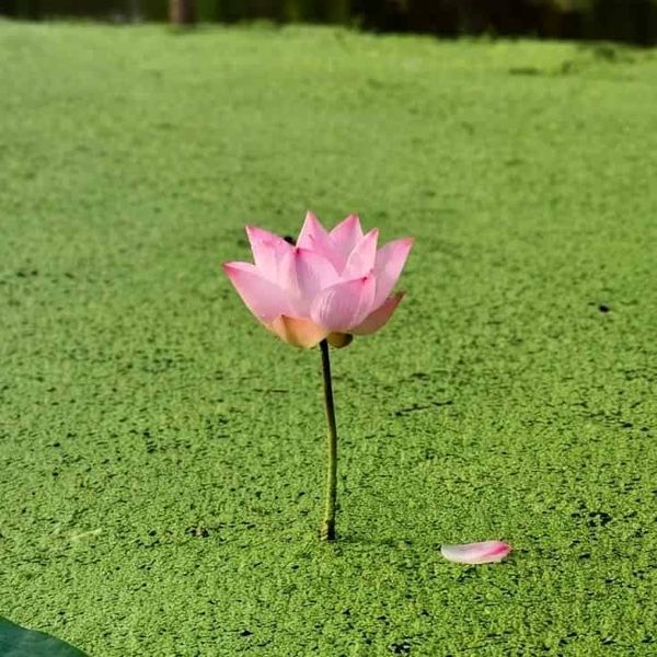 Nelumbo nucifera