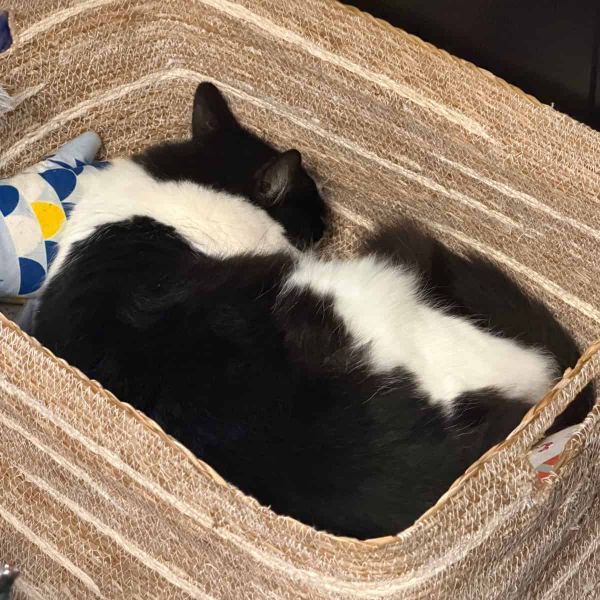 A cat supervising work from his basket