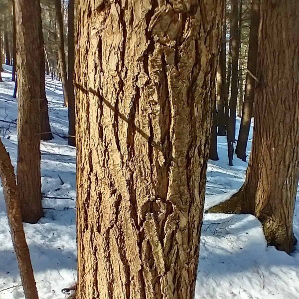 Close-up of a deeply furrowed, ridged tree trunk lit by low sunlight, with several other trunks and snow-covered ground behind it.