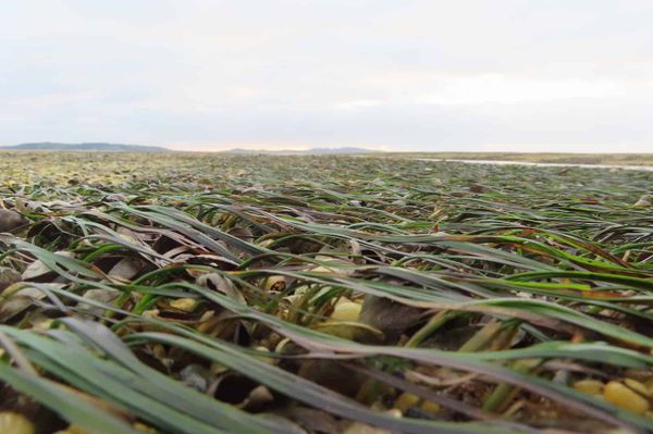 Waves of exposed seagrass on the shore.