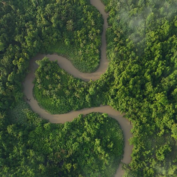 Bryophytes Reveal the Hidden Costs of Selective Logging