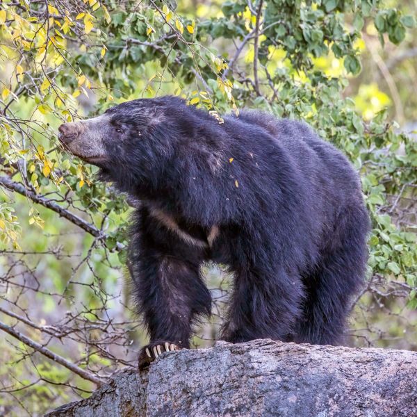 Why Some Plants Need a Bear's Stomach to Sprout