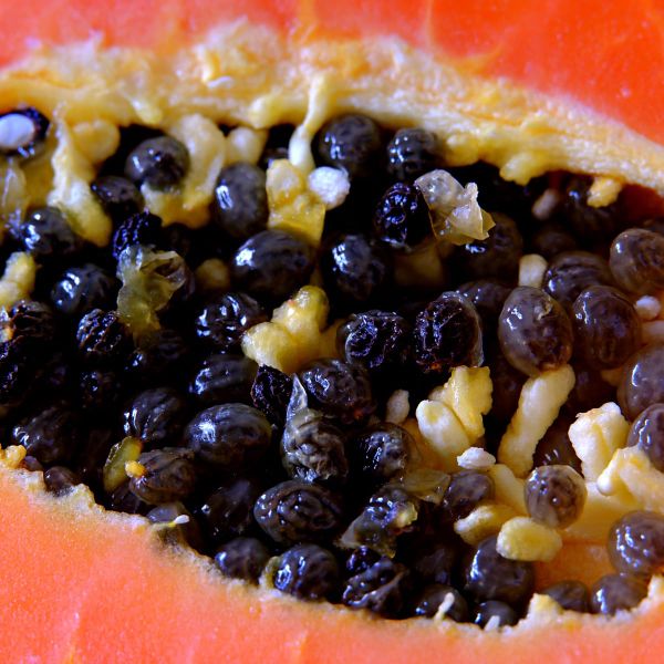 The End of Papaya?: What Genomics Teaches Us About Its Survival