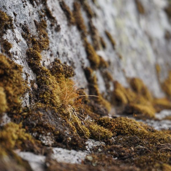 How Can Overlooked Plants Help Rebuild Ecosystems Transformed by Mining?