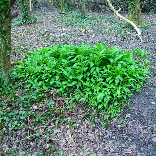A stand of Allium ursinum, wild garlic, or is it?