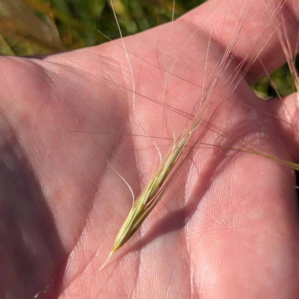 Seed of Elymus elymoides in the hand.
