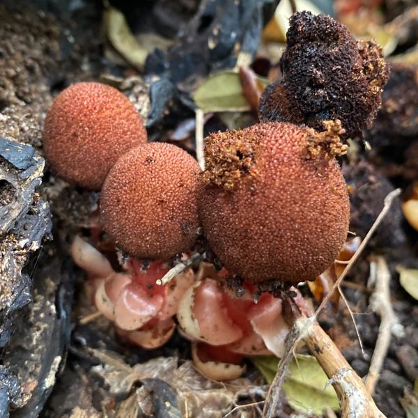 An Unusual Plant and Its Even More Unusual Dispersers