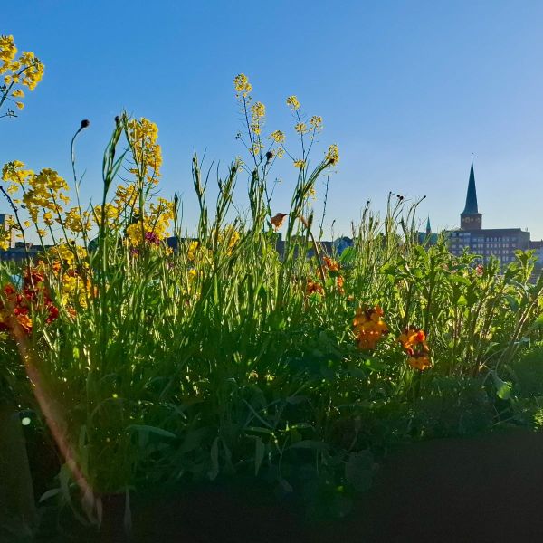 Your City’s Flowers Can Save Pollinators