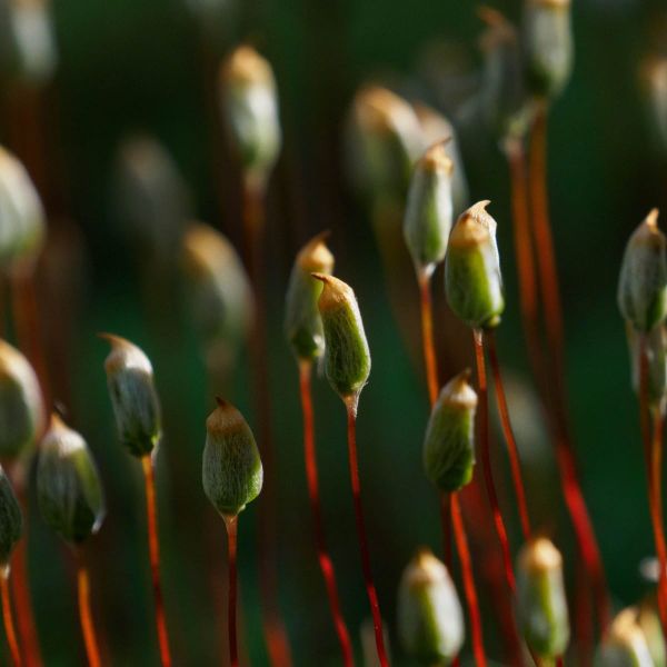 Travelling Far Does Not Mean Living Long for Moss Spores