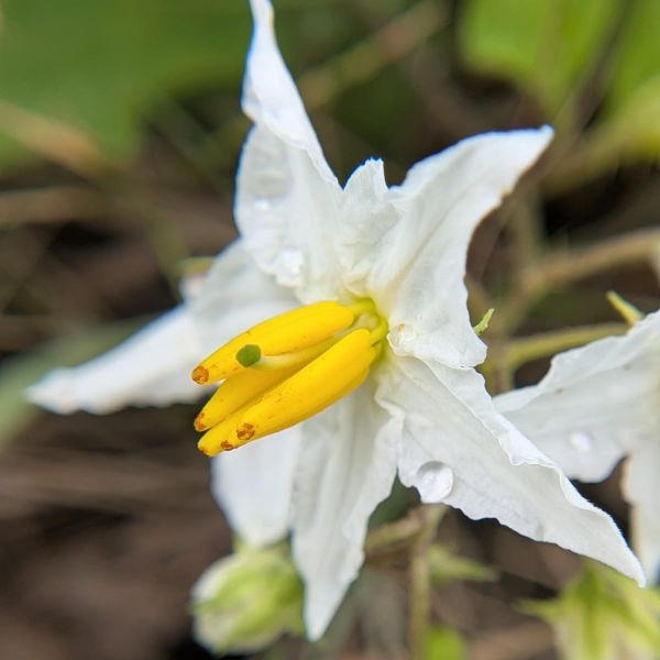 Salt, Flowers and Bees