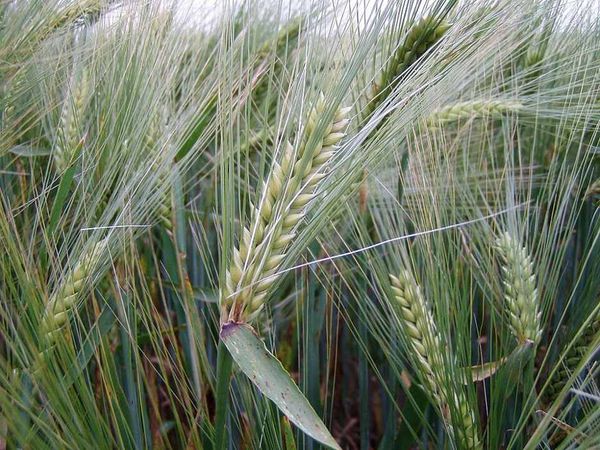 Going With the Flow: How Chemical Cues Shape Plant Strategies