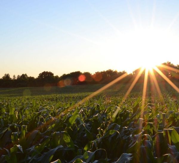 Plants Protect Chloroplasts by Slathering Them in Sunscreen