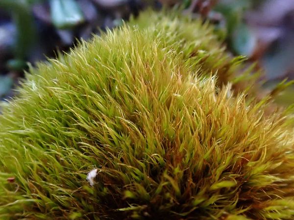 A feathery moss.