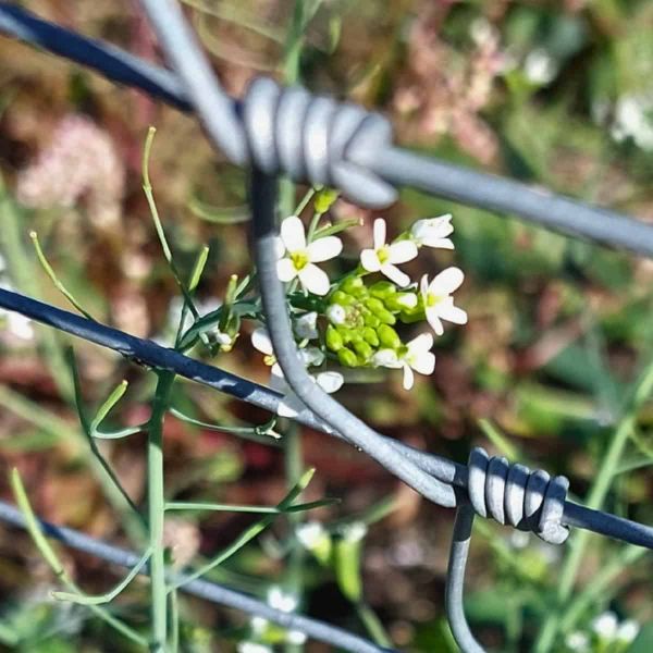 Arabidopsis flowers by a barbed wire fence