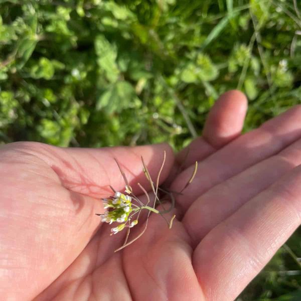 Arabidopsis flowers held in a hand above a green background.