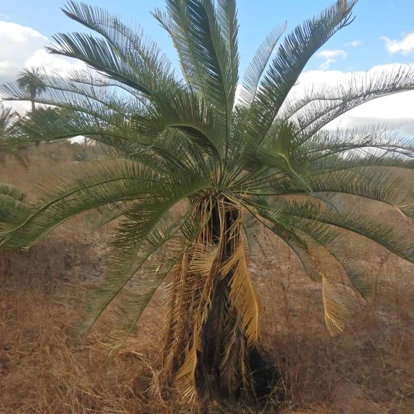 A cycad standing in the Northern Territory of Australia.