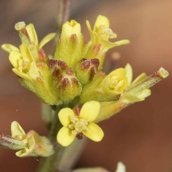 A close-up of the flowerhead of Erysimum incanum, with four mustard yellow petals.