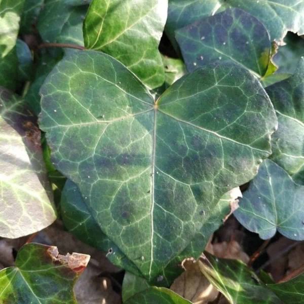 A heart-shaped ivy leaf.