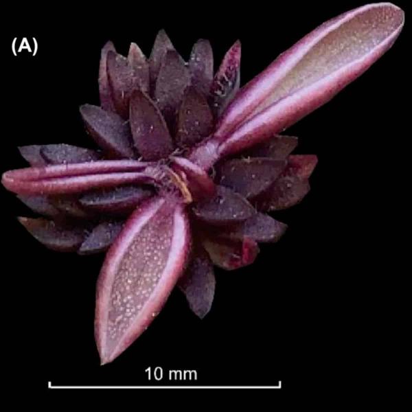 A Pinguicula with purple leaves, barely a couple of centimetres across.