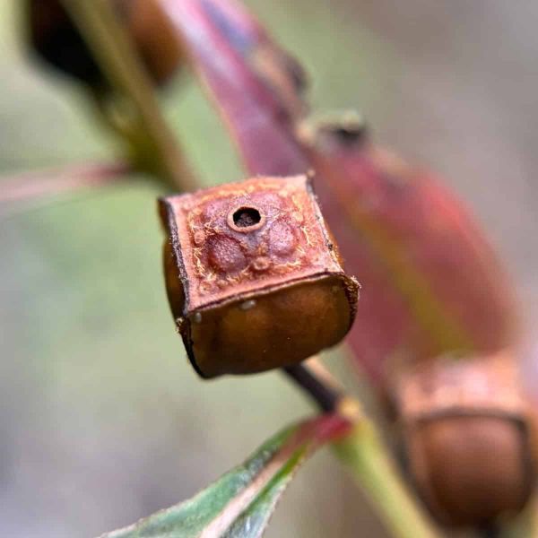 A seed pod that is almost a cube like a dice with the face on view showing one dot. It looks like copper or red leather.