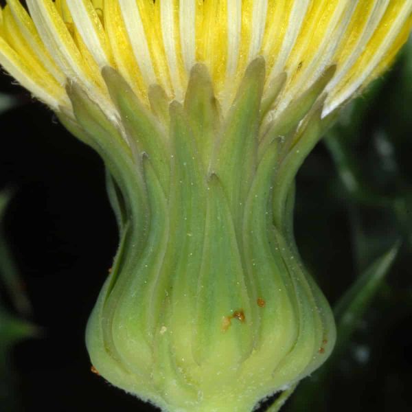 A close up of a Sonchus asper flower from the side, making it look almost like it has an hour glass shape.