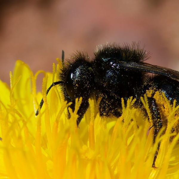 How Global Warming Weakens Plant–Pollinator Partnerships