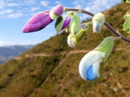 The Week in Botany October 26, 2026