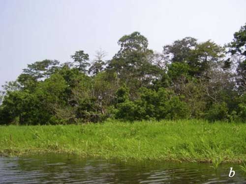 Floating grass in the Amazon basin