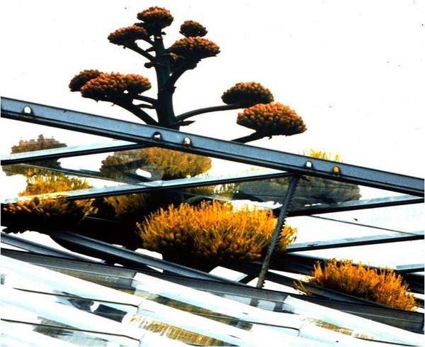 Agave americana growing through greenhouse roof in Leicester Botanic Gardens
