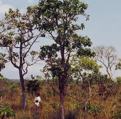 Brazilian Cerrado Vegetation