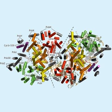 Photosystem II
