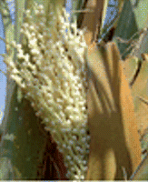 Date palm flowers