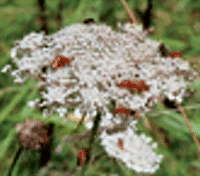 Wild carrot