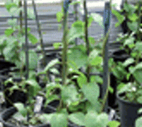 An invasive plant