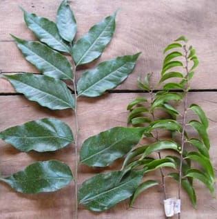 Genetic relationships between sympatric and allopatric Casearia