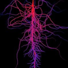 Modelling root development with signalling control