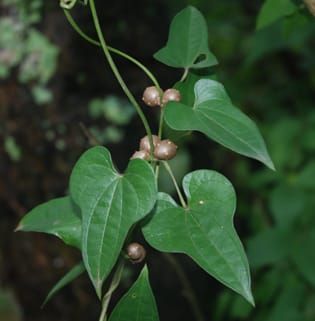 Germination ecology of bulbils