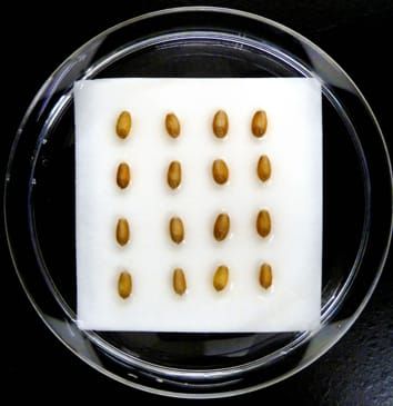Osmotic and salinity effects on germination