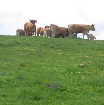 Methods for analysing the response of vegetation to land use