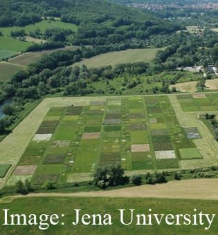 Plant diversity and functional trait variation