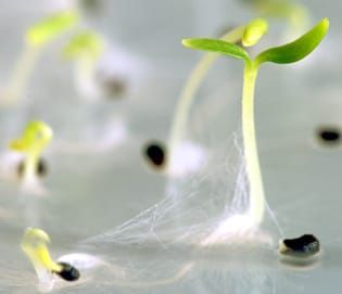Seed of alpine plants are short-lived in storage