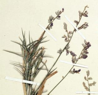 Disproving a C4 reversion in Eragrostis