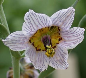 Repetitive components of Fritillaria genomes