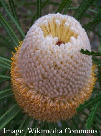 Cone age and longevity of Banksia seeds
