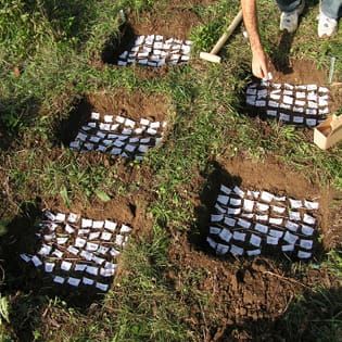 Seed persistence and germination traits