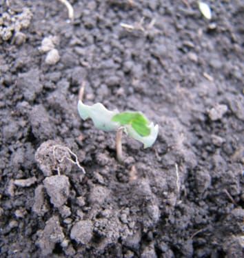 Effects of cotyledon damage on fitness in Medicago