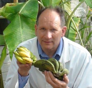 Pat Heslop-Harrison and bananas