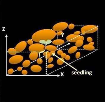 Modelling germination and emergence of Medicago