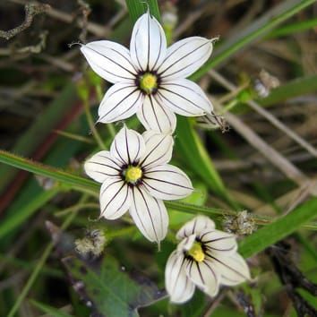 Evolution of oil-producing trichomes in Sisyrinchium